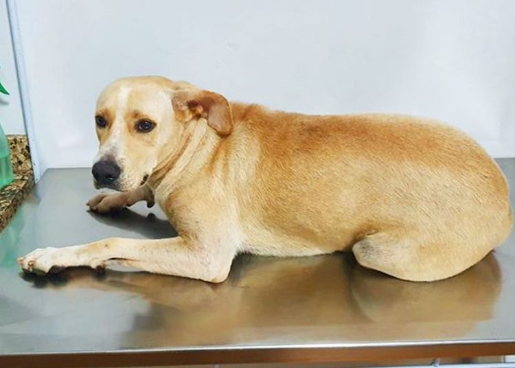 PC recebeu denúncia de estupro de cadela por candidato em Caldas | Foto: Reprodução