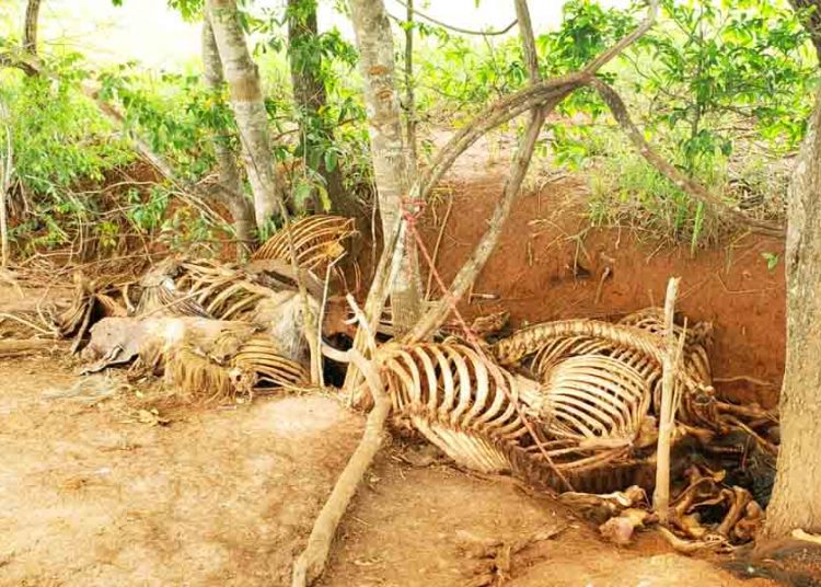 Carne de cavalo era transformada em hambúrguer, salsicha e espetinho, suspeita PC | Foto: José Alves/Folha Z