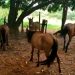 Cemitério de cavalos em Aparecida