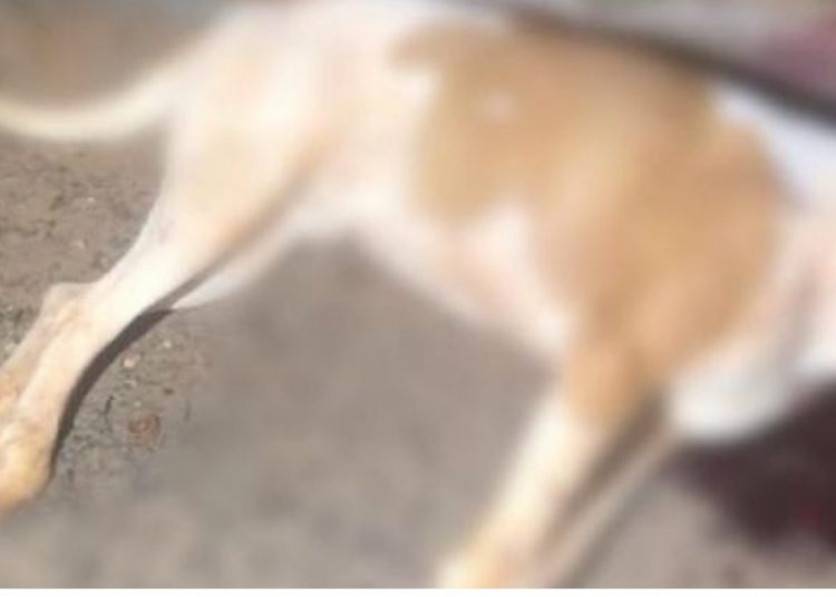 homem preso matar pitbull