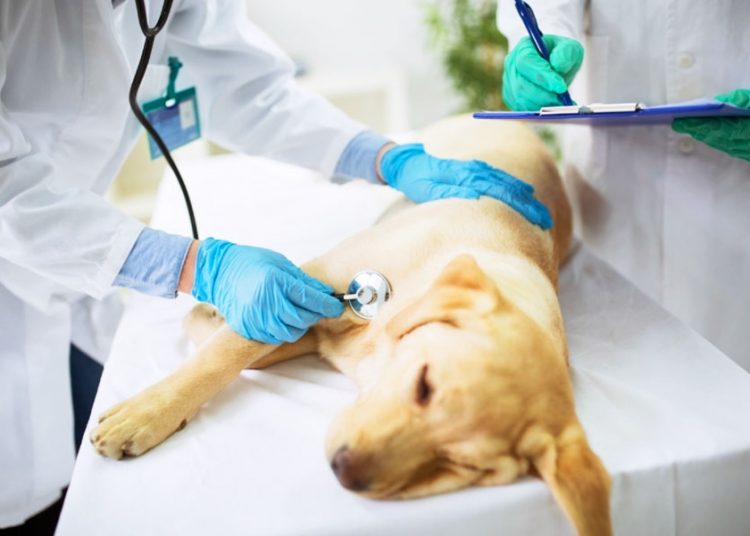 Hospital veterinário público de Aparecida de Goiânia