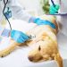 Hospital veterinário público de Aparecida de Goiânia