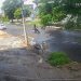 árvore motociclista Goiânia
