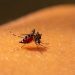 Aedes Aegypt, mosquito transmissor da dengue - Foto: Divulgação