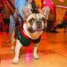 Saiba as regras para passear com seu pet em um shopping de Aparecida | Foto: Reprodução