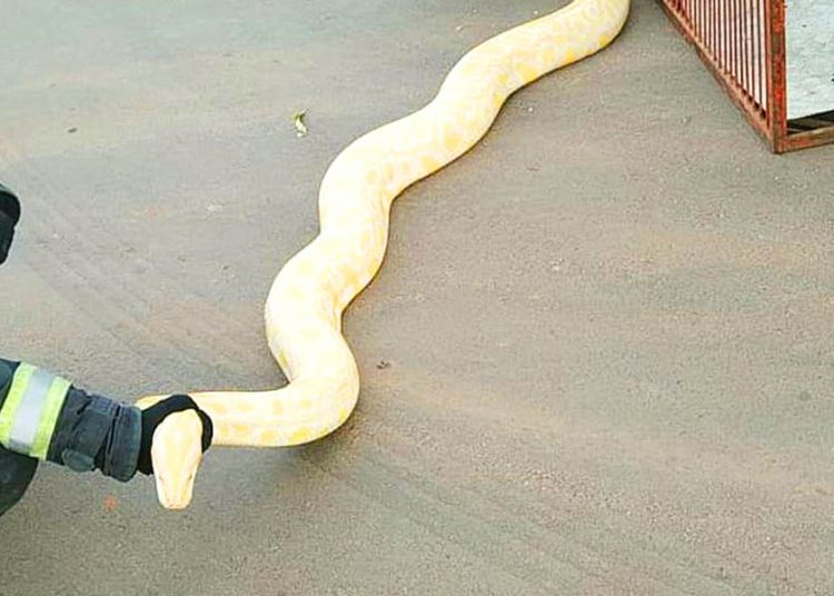 Bombeiros capturam cobra albina de 2 metros dentro de casa em Aparecida | Foto: Divulgação / CBMGO