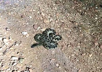 Sucuri encontrada em Rio Quente (GO) | Foto: Reprodução