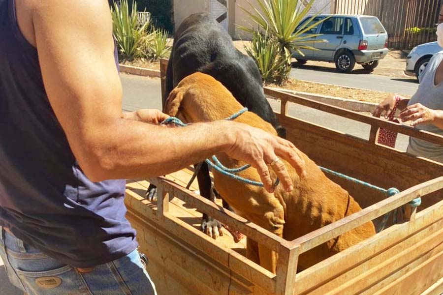 Polícia resgata cães que foram deixados em casa abandonada em Formosa | Foto: Divulgação/ PCGO
