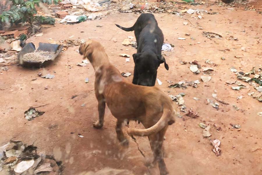 Polícia resgata cães que foram deixados em casa abandonada em Formosa | Foto: Divulgação/ PCGO