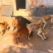 Dema recebe denúncia e encontra cães sem alimentação em residência de Aparecida | Foto: Divulgação/ PCGO