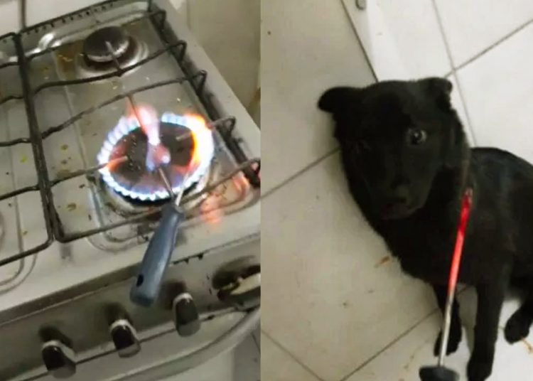 Homem foi flagrado maltratando cachorro em Valparaíso (GO) | Foto: Reprodução