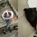 Homem foi flagrado maltratando cachorro em Valparaíso (GO) | Foto: Reprodução