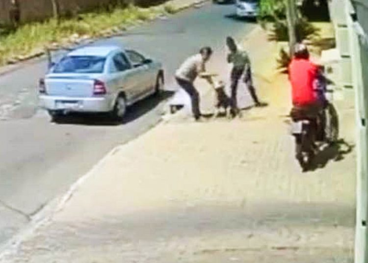 Câmeras flagraram momento em que homem espanca cachorro husky siberiano em Aparecida de Goiânia | Foto: Reprodução