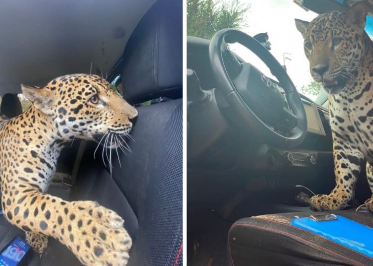 Onça invade carro para brincar em Mineiros | Foto: Reprodução