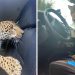 Onça invade carro para brincar em Mineiros | Foto: Reprodução
