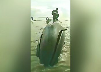 Baleia encalha e morre no Rio Amazonas | Foto: Reprodução