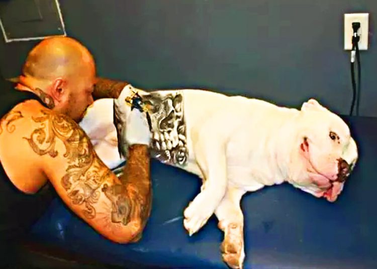 Tatuagens e piercings em cachorros, gatos e outros animais domésticos são avaliados como maus-tratos | Foto: Reproduçãoachorro e qualquer outro animal agora é proibida por lei municipal em Goiânia | Foto: Reprodução