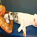 Tatuagens e piercings em cachorros, gatos e outros animais domésticos são avaliados como maus-tratos | Foto: Reproduçãoachorro e qualquer outro animal agora é proibida por lei municipal em Goiânia | Foto: Reprodução