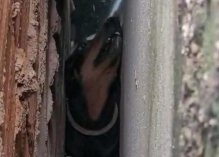 (Foto: Reprodução)