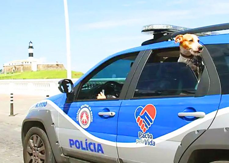 Patrulha pet para atuar no combate a maus-tratos contra animais domésticos pode se tornar uma política pública de Estado | Foto: Reprodução