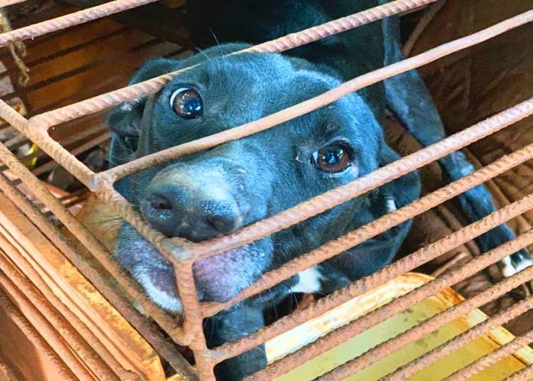 Cachorra resgatada em Goiânia | Foto: Divulgação / PCGO