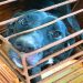Cachorra resgatada em Goiânia | Foto: Divulgação / PCGO