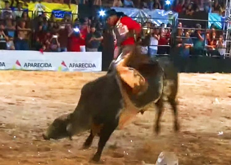 Rodeio Show de Aparecida de Goiânia | Foto: Reprodução