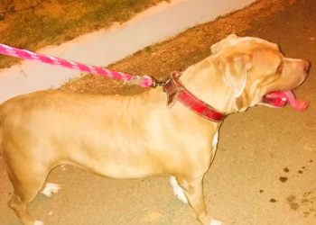 Ataque de abelhas deixa 2 cachorros mortos em Alvorada do Norte (GO) | Foto: Reprodução