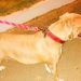 Ataque de abelhas deixa 2 cachorros mortos em Alvorada do Norte (GO) | Foto: Reprodução