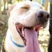 Prefeitura de Goiânia lança campanha para estimular adoção de cães e gatos abrigados no Centro de Zoonoses | Foto: Dayane Pereira / Secom