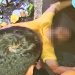 Jovem foi baleado 3 vezes em Goiânia nesse domingo (5) | Foto: Reprodução