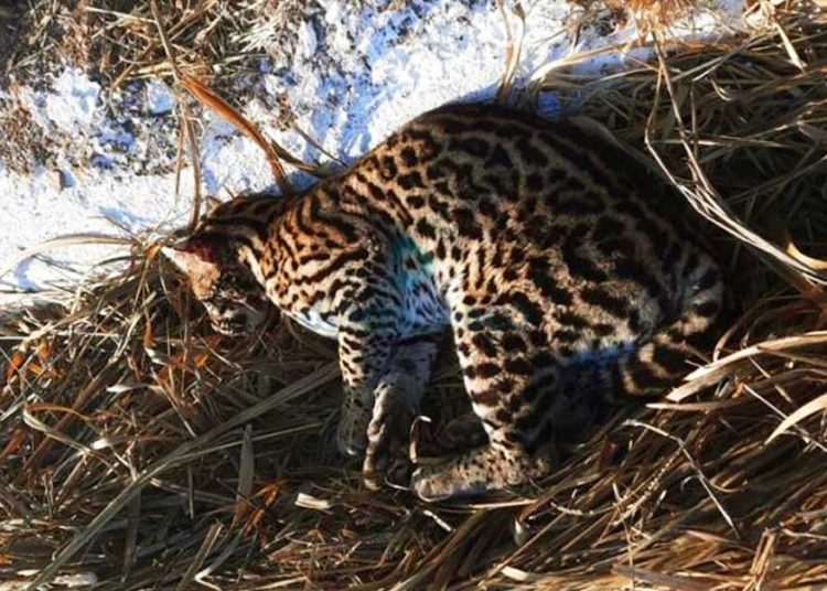 Jaguatirica atropelada é resgatada pelos bombeiros | Foto: Divulgação / CBMMG
