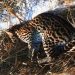 Jaguatirica atropelada é resgatada pelos bombeiros | Foto: Divulgação / CBMMG
