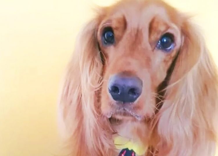 PC investiga homem pela morte do cachorro da namorada em Goiânia | Foto: Reprodução