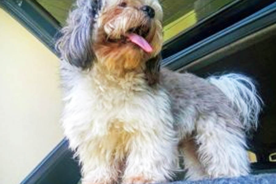 Cachorro Shi Tzu teria sido morto e desossado por suspeito no Garavelo | Foto: Reprodução