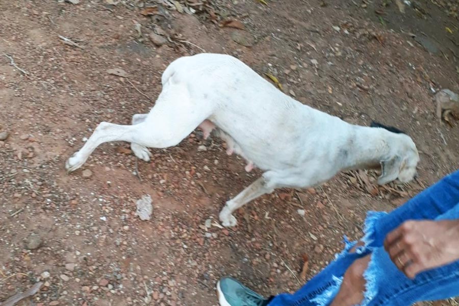Cadela resgatada na casa de homem detido no Setor Garavelo | Foto: Divulgação