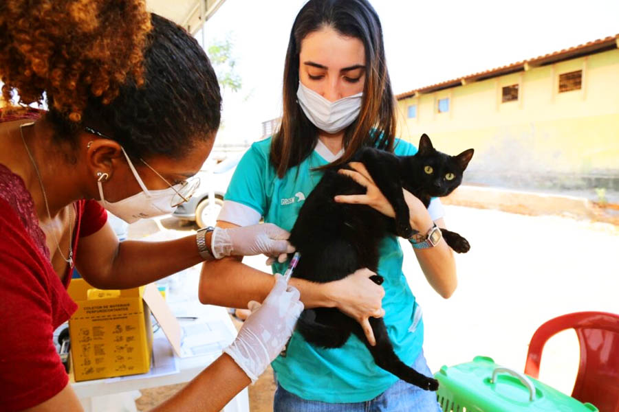 Vacina antirrábica só não é indicada para animais doentes, subnutridos, com alta carga parasitária e em condições de estresse | Foto: Caudivino Antunes