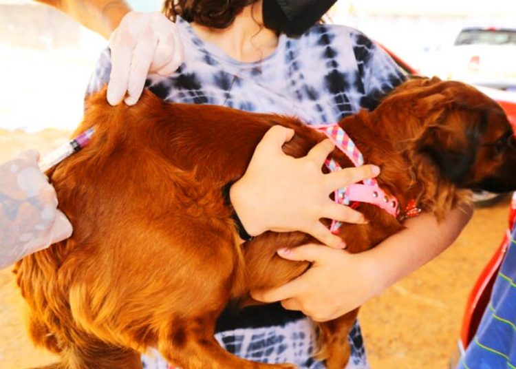 Aparecida inicia Campanha de Vacinação Antirrábica | Foto: Caudivino Antunes