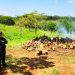 Possível carvoaria clandestina é investigada em Goiânia | Foto: José Alves / Folha Z
