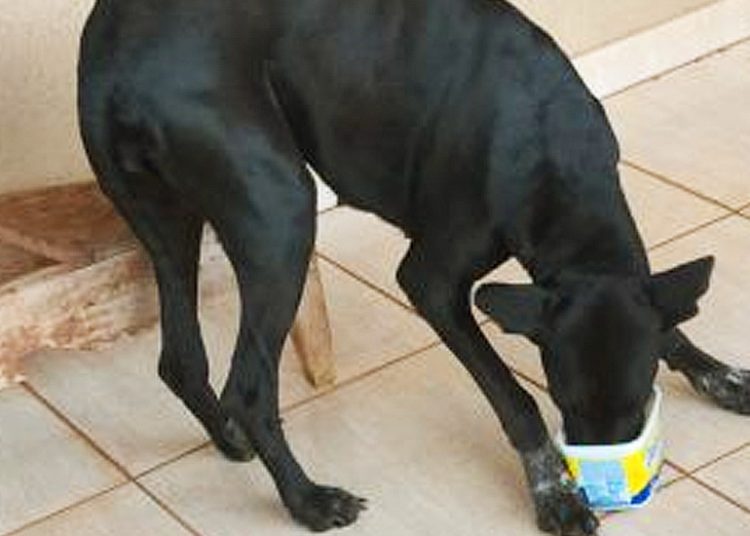 Homem é preso em Diorama após maus-tratos e atos sexuais com cadela | Foto: Divulgação / PCGO