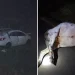 Veículo bateu contra animal na pista | Foto: reprodução