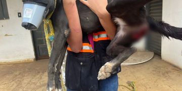 Casa que foi encontrada estava suja de fezes do animal | Foto: PCGO