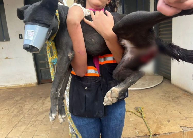 Casa que foi encontrada estava suja de fezes do animal | Foto: PCGO