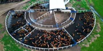 Currais Itabira é conhecida no mercado da pecuária | Foto: Currais Itabira