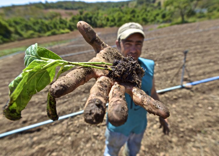 Hortalícias são atividade principal do agricultor Divino | Foto: Ruber Couto
