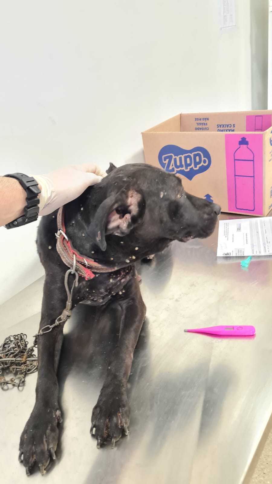 Cadela foi resgatada e está internada | Foto: PCGO