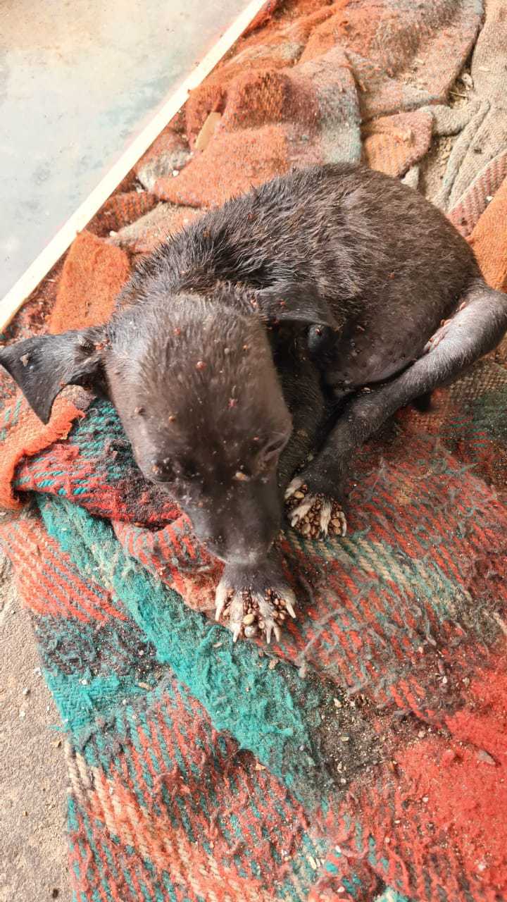 Anêmico, desnutrido e infestado de carrapatos, o filhote não resistiu e veio a óbito | Foto: PCGO