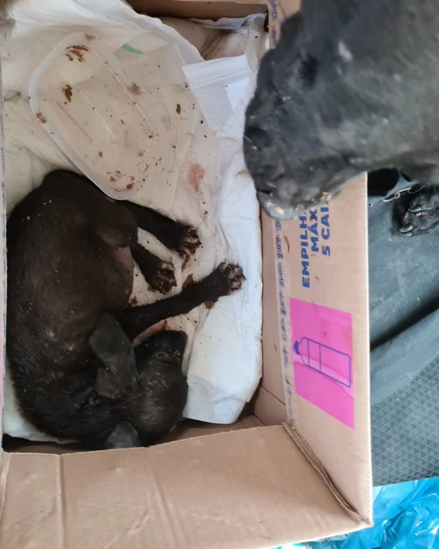 Mãe e filhote | Foto: PCGO