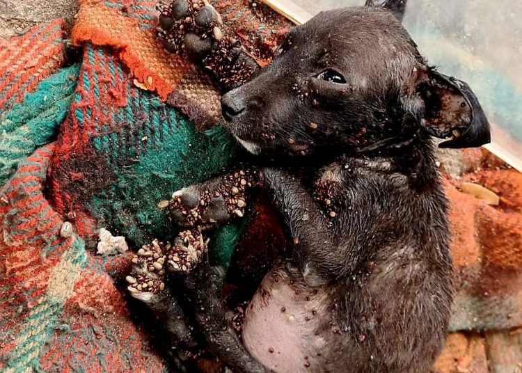 Animal estava completamente apático | Foto: Divulgação