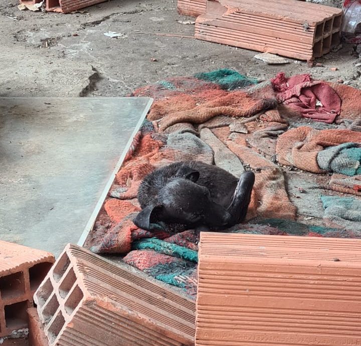 Filhote estava em meio de lixo | Foto: PCGO